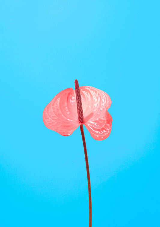 Pink flamingo flower / Flower photo print