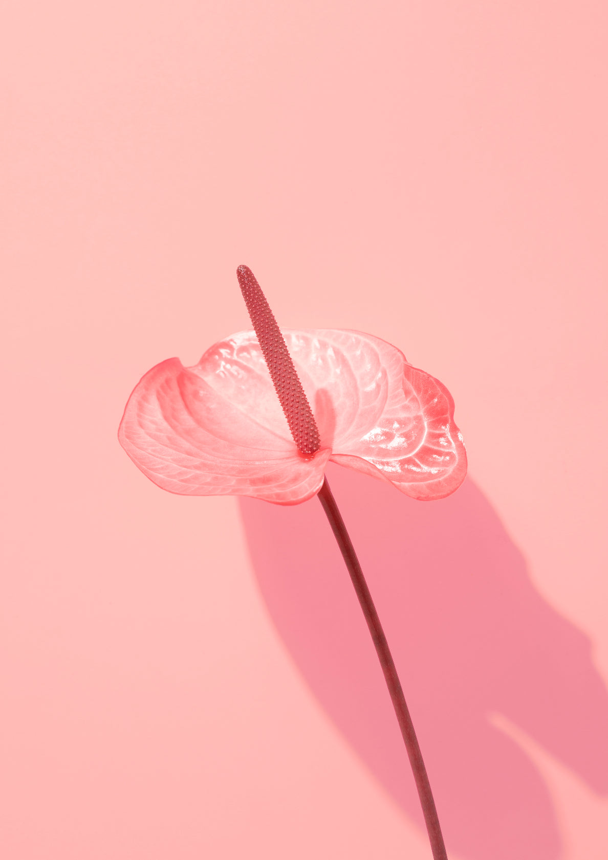 Pink flamingo flower / Flower photo print