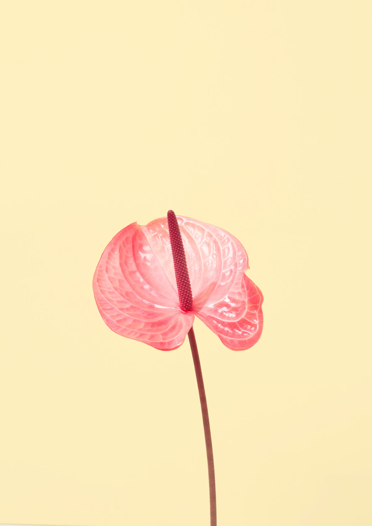 Pink flamingo flower / Flower photo print