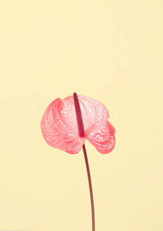 Pink flamingo flower / Flower photo print
