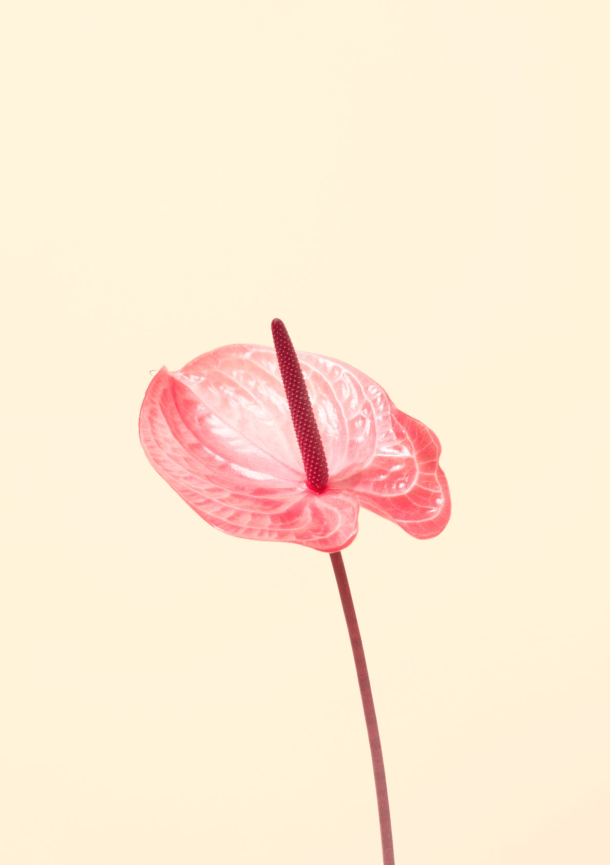 Pink flamingo flower / Flower photo print