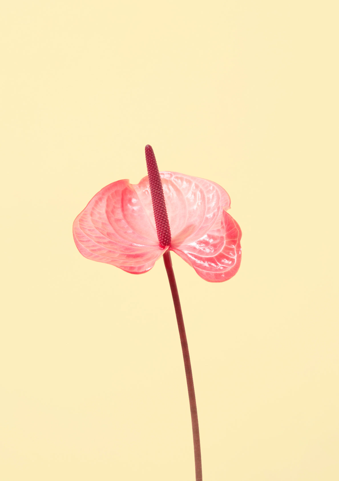 Pink flamingo flower / Flower photo print