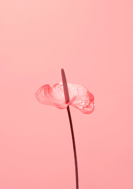Pink flamingo flower / Flower photo print