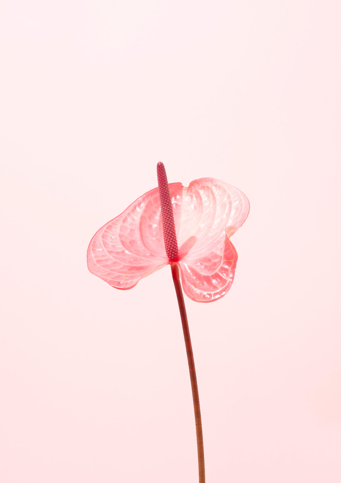 Pink flamingo flower / Flower photo print