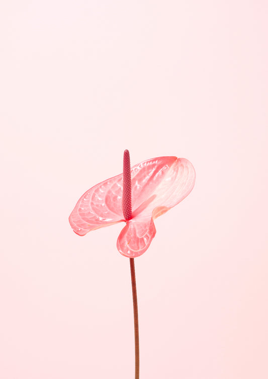 Pink flamingo flower / Flower photo print