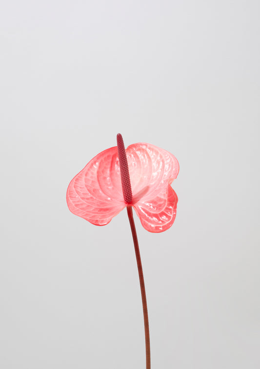 Pink flamingo flower / Flower photo print