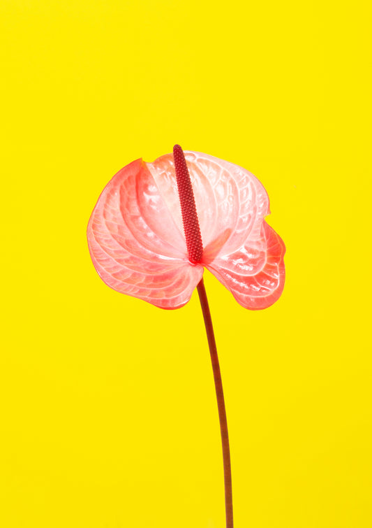 Pink flamingo flower / Flower photo print