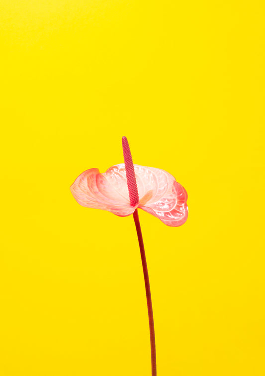 Pink flamingo flower / Flower photo print