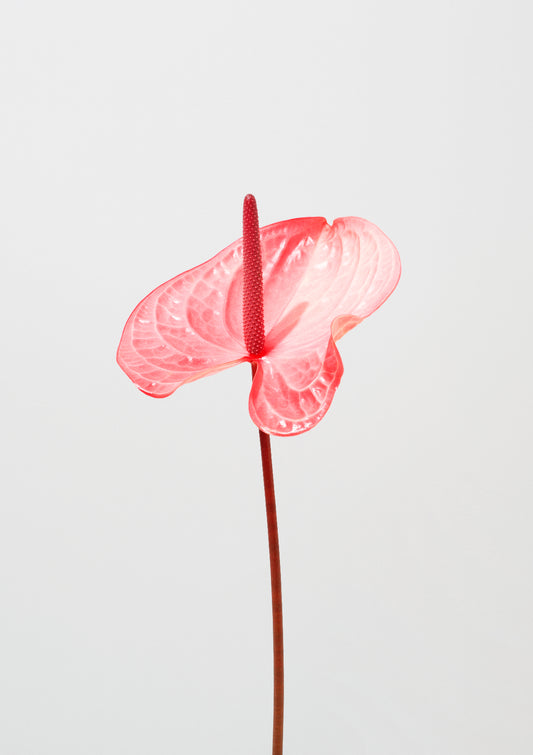 Pink flamingo flower / Flower photo print