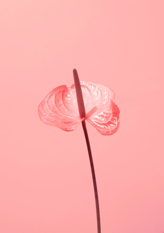 Pink flamingo flower / Flower photo print