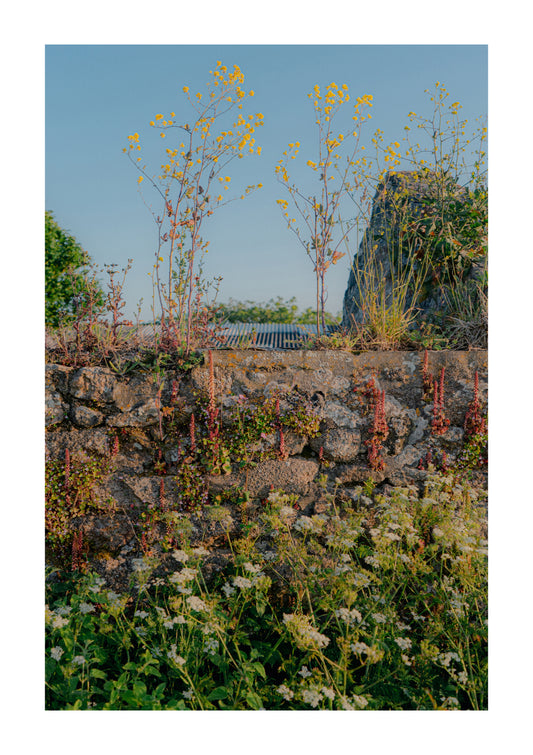 Of Stone And Flowers