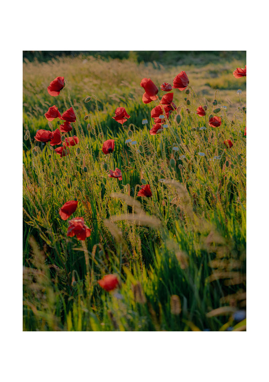 Bosavern Poppies