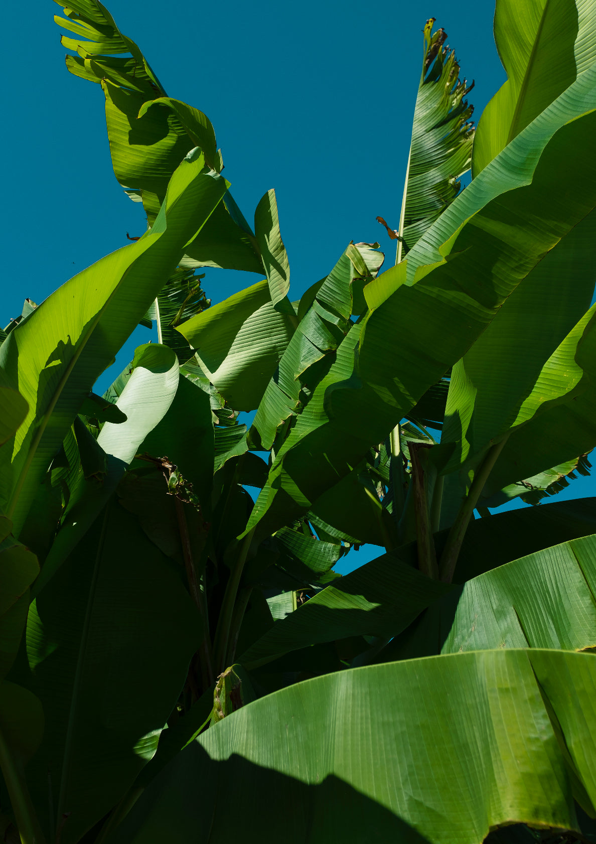 Jungle / minimal style photo print