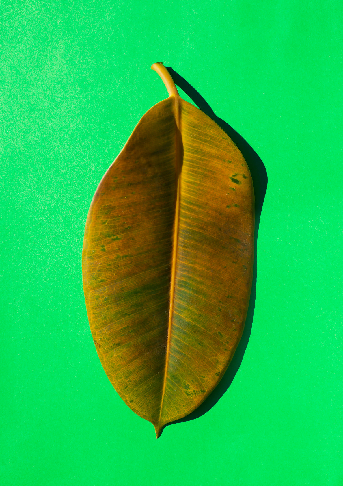 Multicolour autumn leaf / pop art style photo print