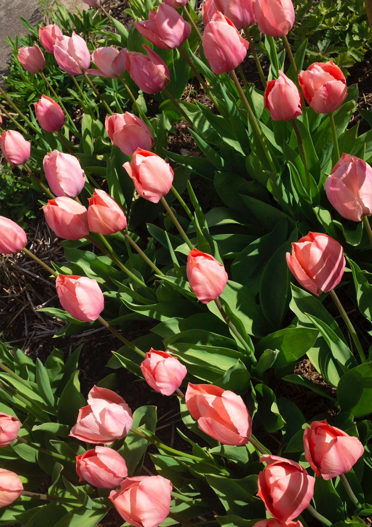 Pink tulips flowers / minimal style photo print