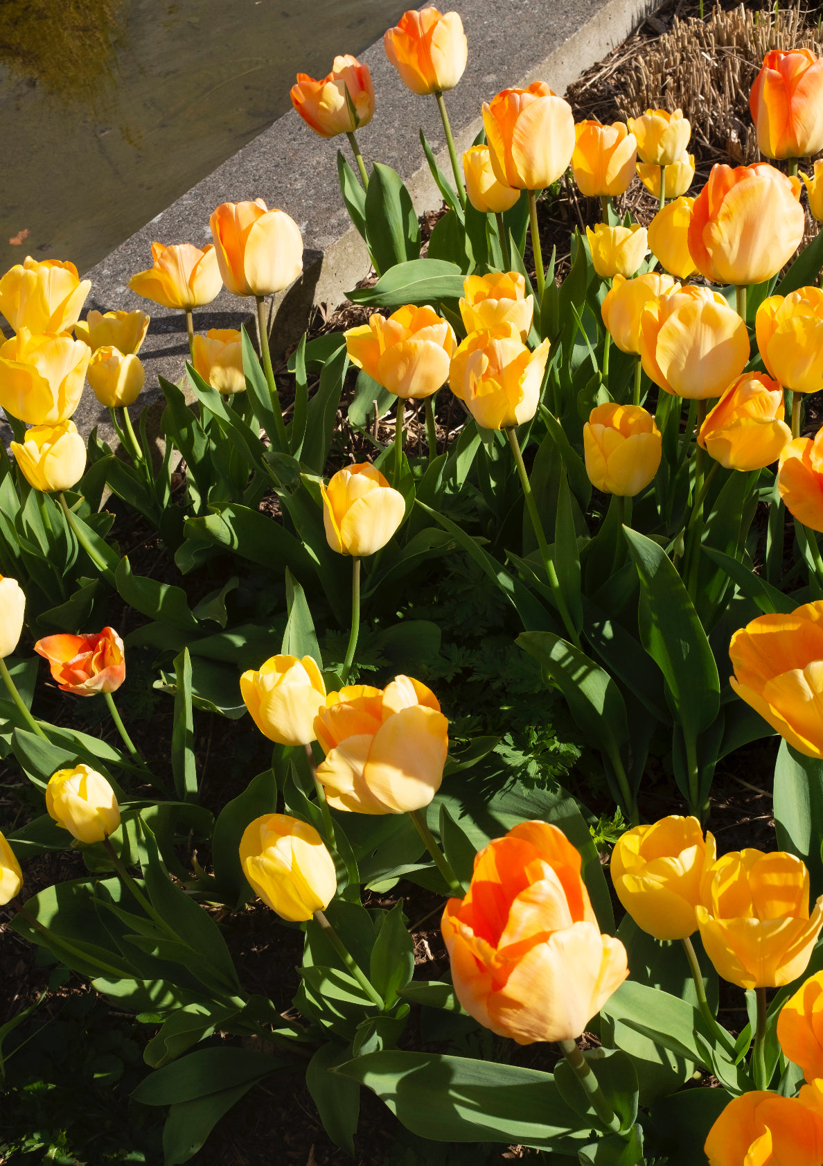 Yellow tulips flowers / minimal style photo print