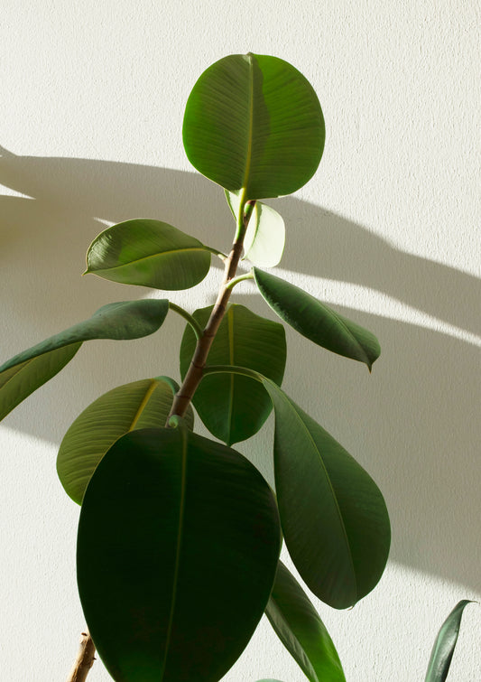 Houseplant / Plant photo print