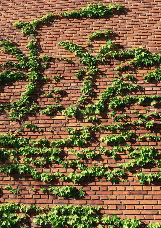 Brick wall and plant climber / minimal style photo print
