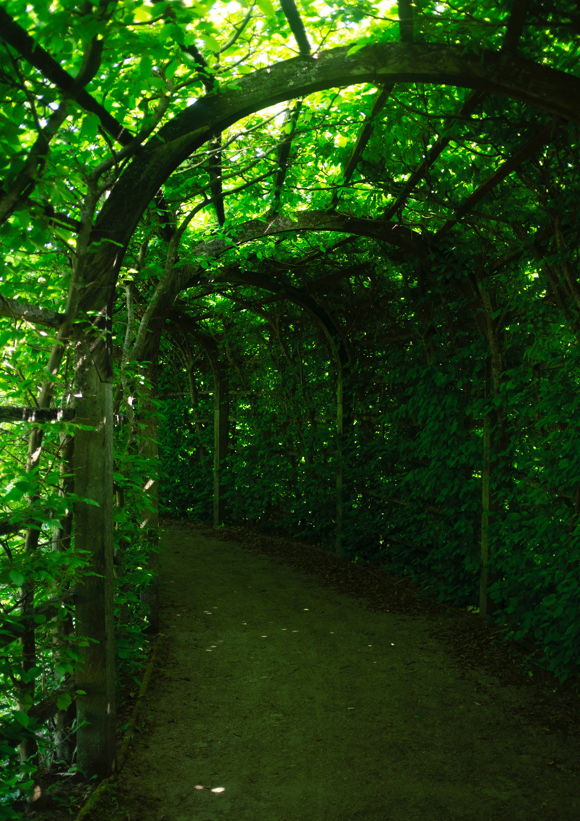 Green plant tunnel / minimal style photo print