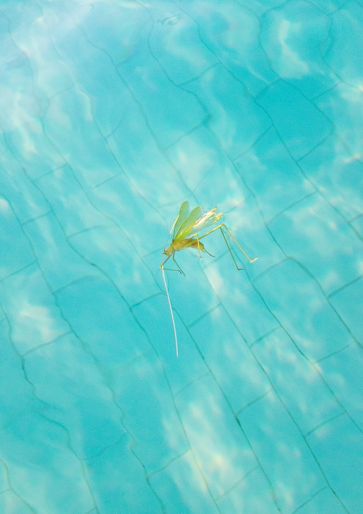 Swimming bug / minimal style photo print