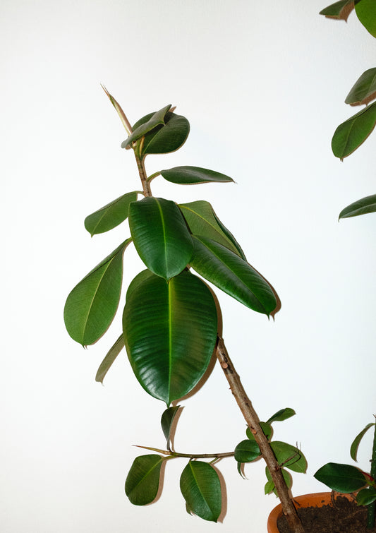 Houseplant / minimal style photo print