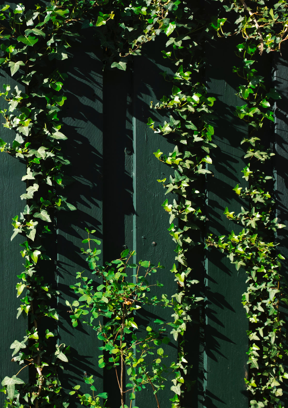 Green fence / minimal style photo print