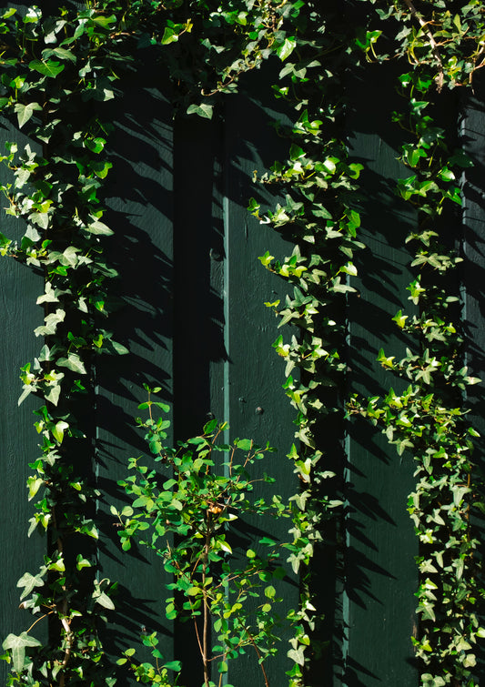 Green fence / minimal style photo print