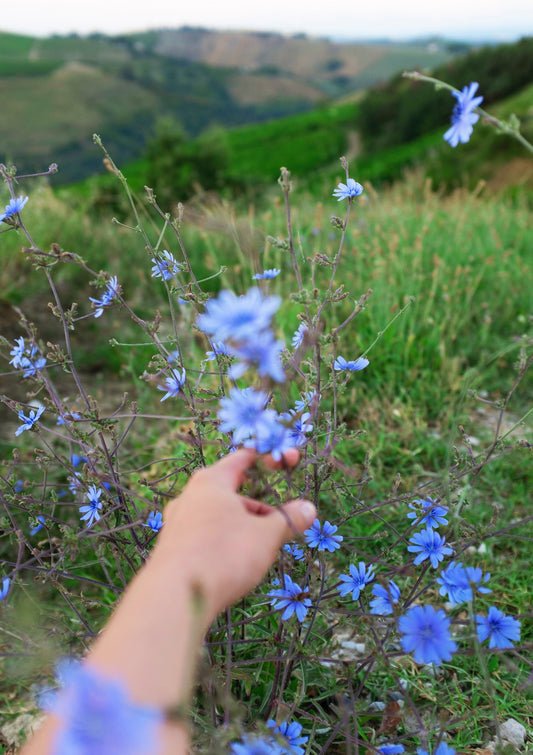Mountain flowers / minimal nature photo print
