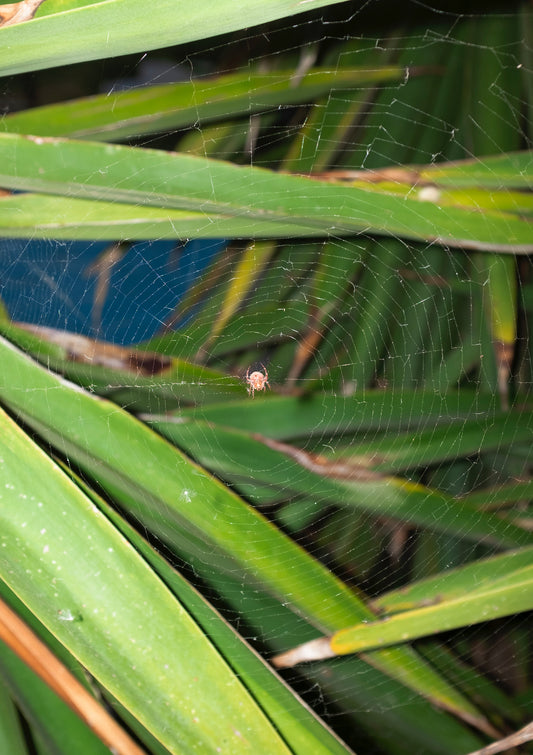 Spider / minimal style nature photo print