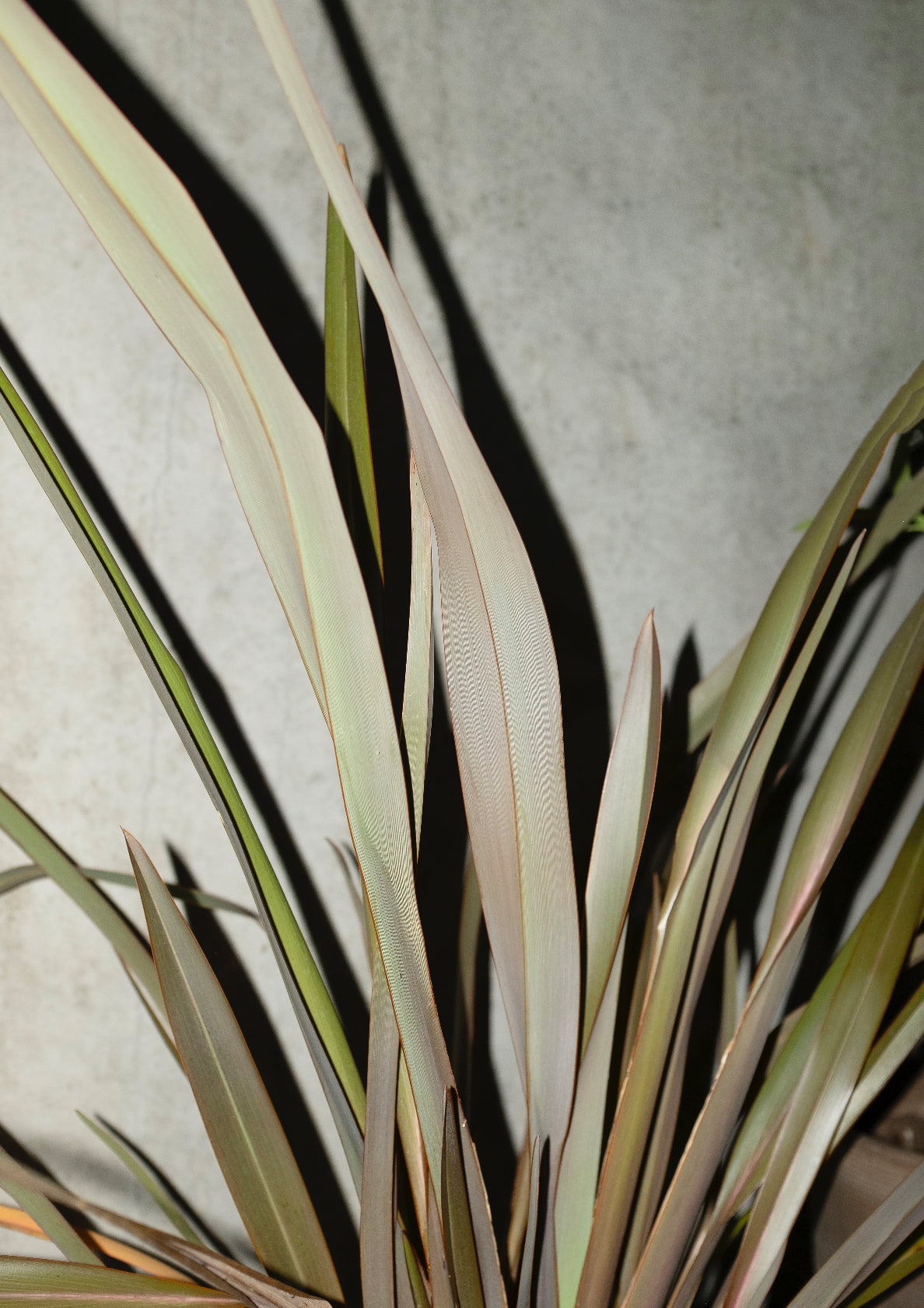 Tropical plant / minimal style photo print