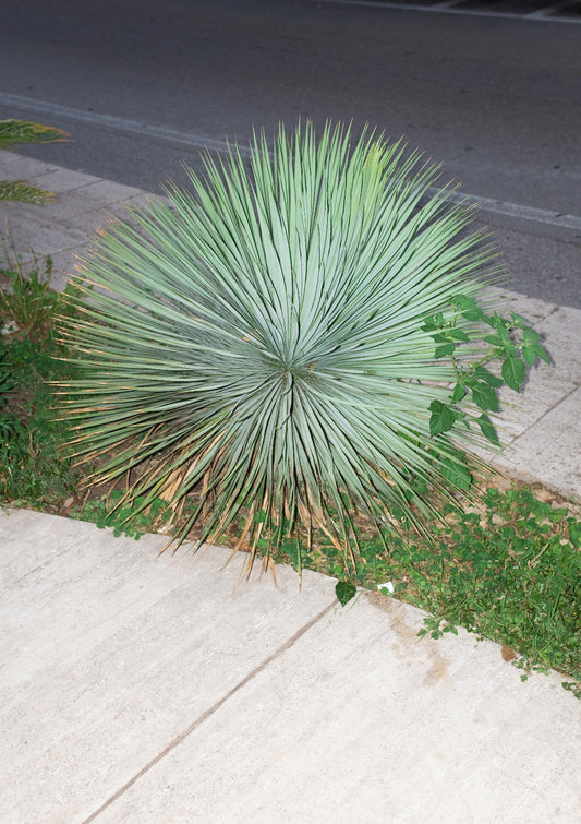Spiky plant / minimal style photo print