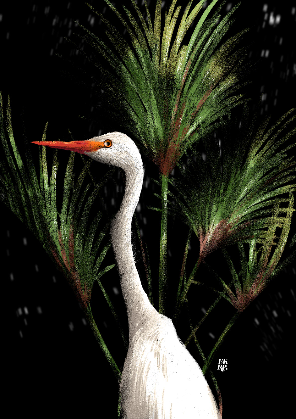 Great white egret