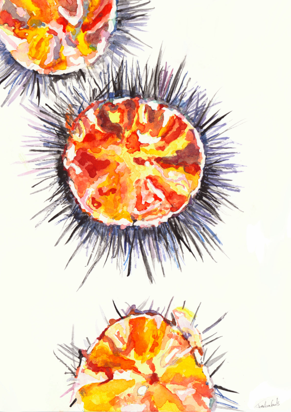 Sea Urchin