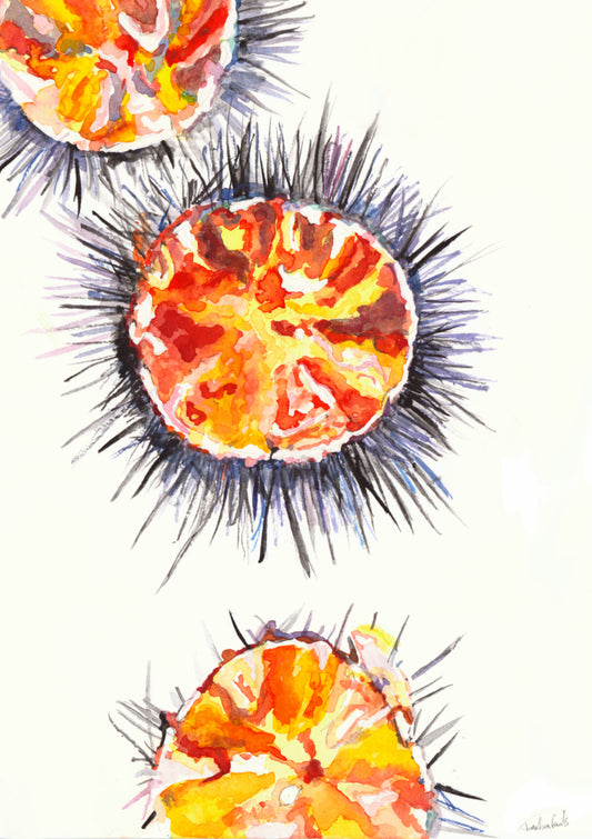 Sea Urchin