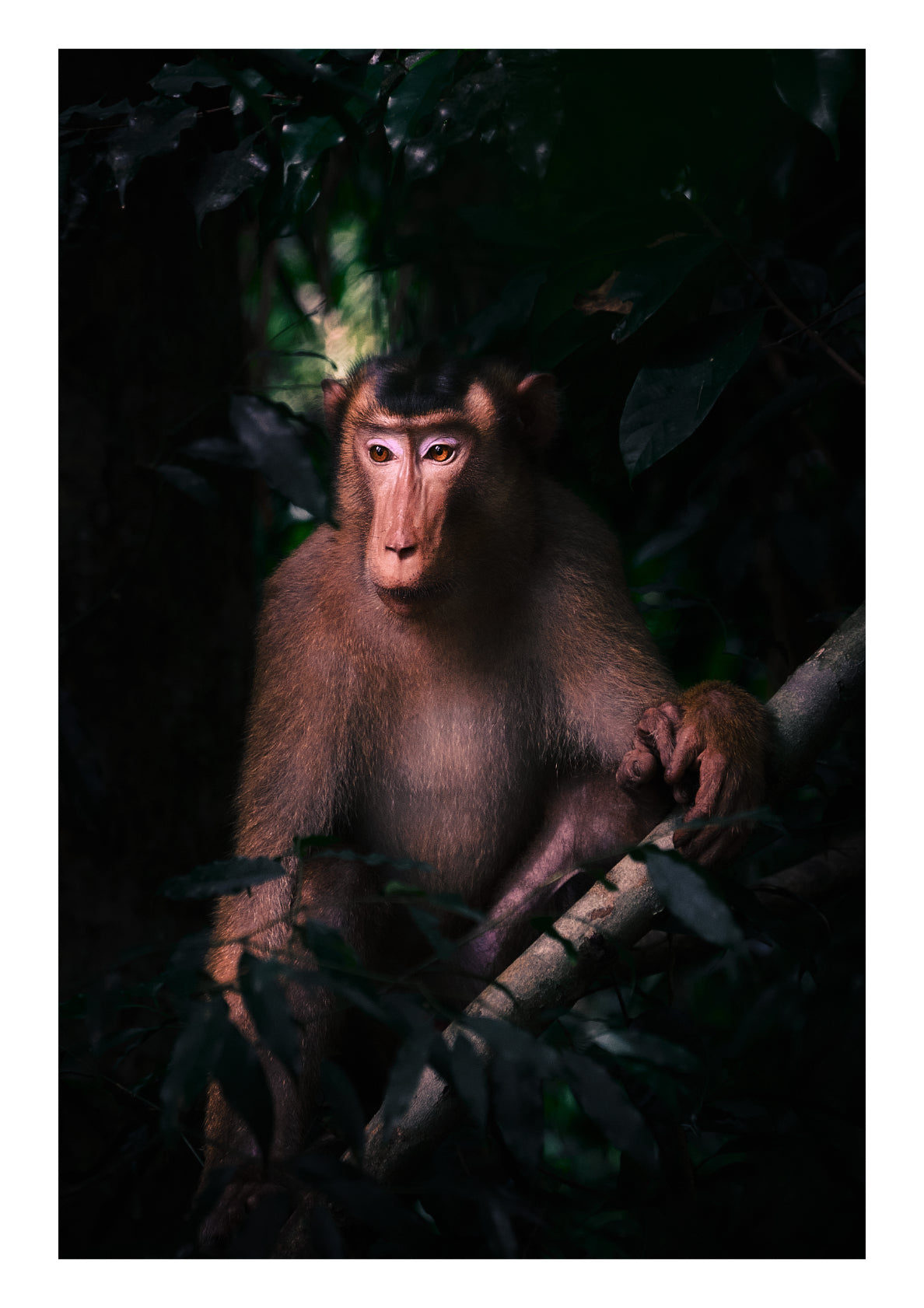 Renaissance Portrait