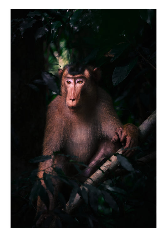 Renaissance Portrait