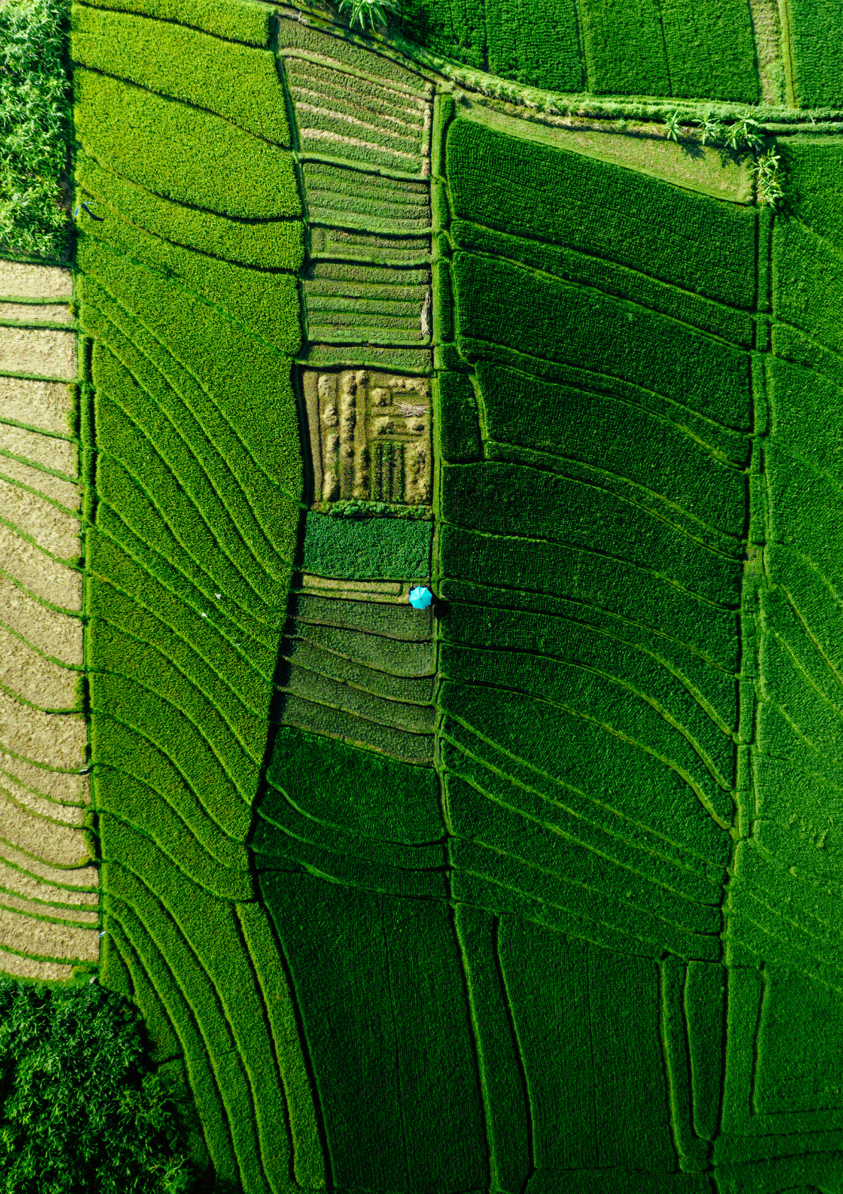 Terraced Tranquility