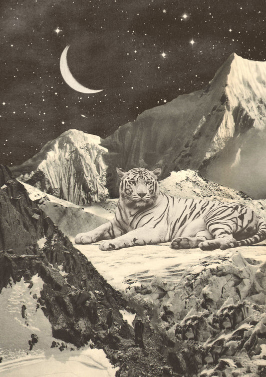 Nap of the White Tiger at Moonlight