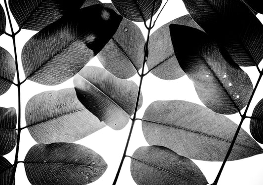 Experiments with Leaves II
