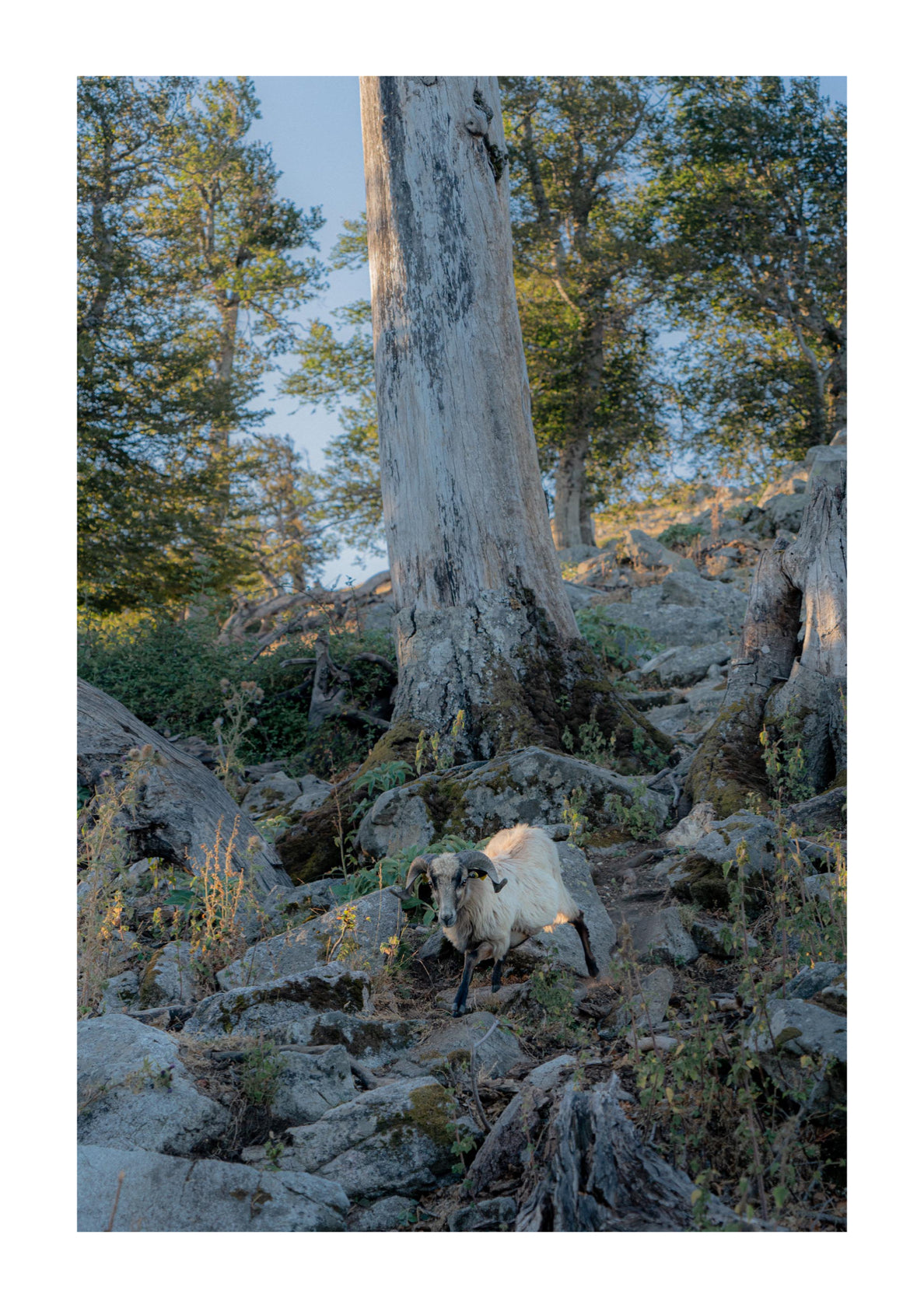 The Brebis Amongst The Boulders