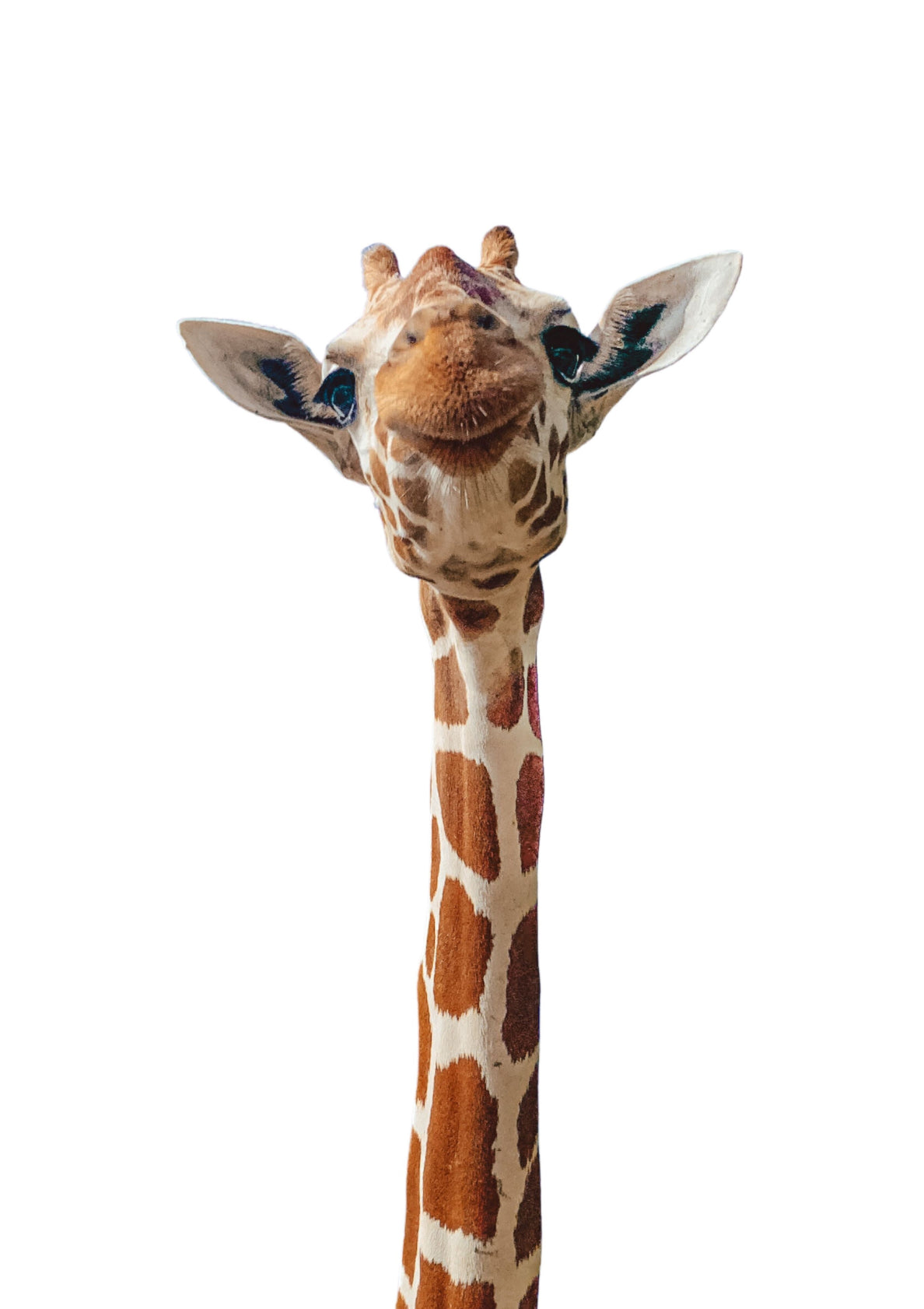 A Cute Giraffe