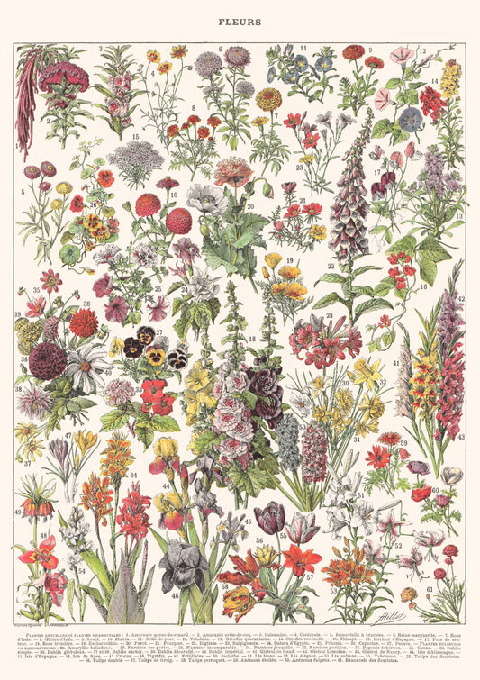 Fleurs I - Larousse Encyclopedia