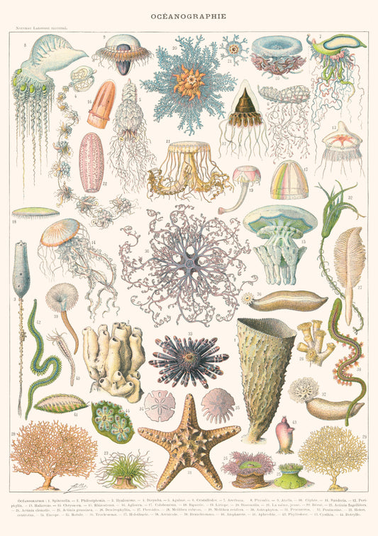 Oceanography - Encyclopedia Larousse