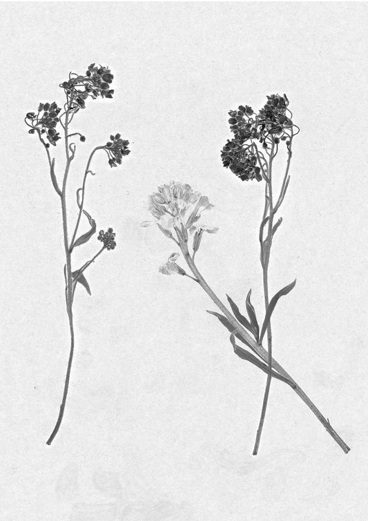 FlowerPress in White