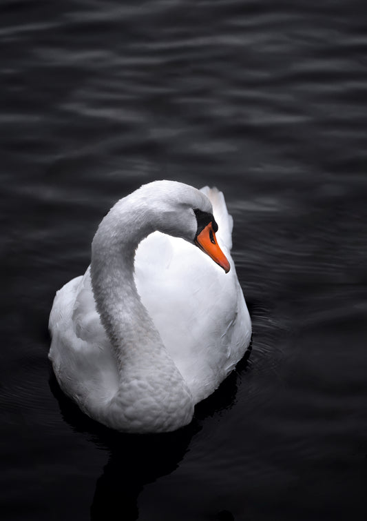 Swan