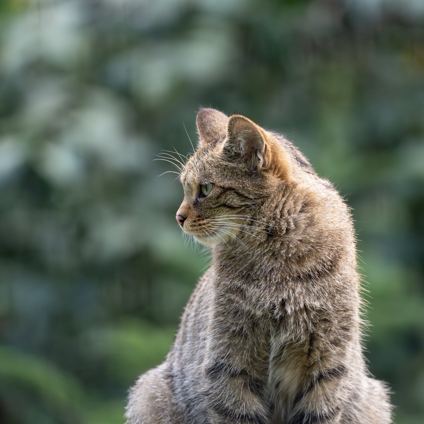 European wildcat (Felis silvestris)