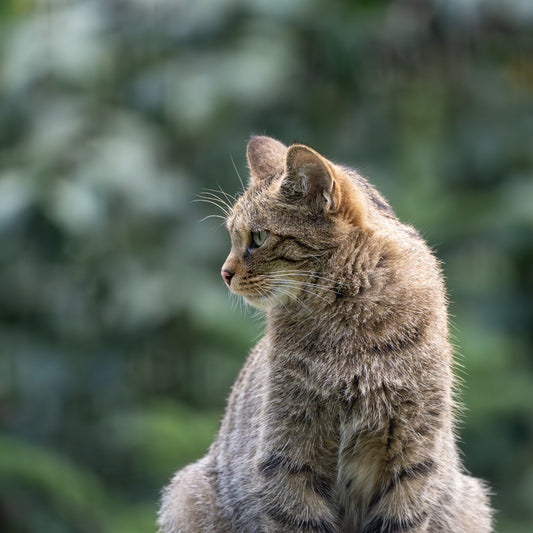 European wildcat (Felis silvestris)