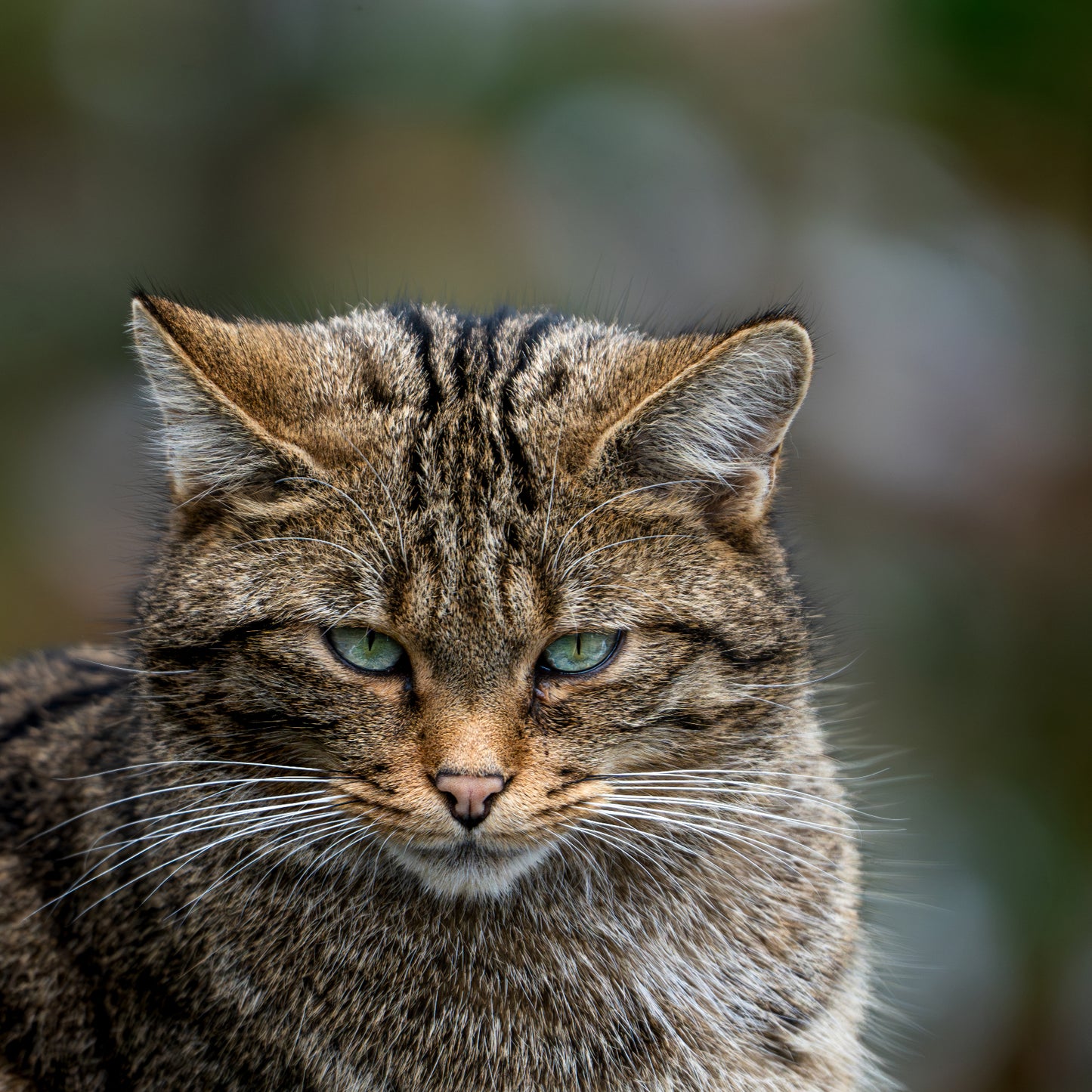 European wildcat (Felis silvestris)