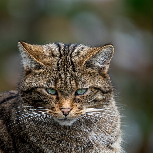 European wildcat (Felis silvestris)