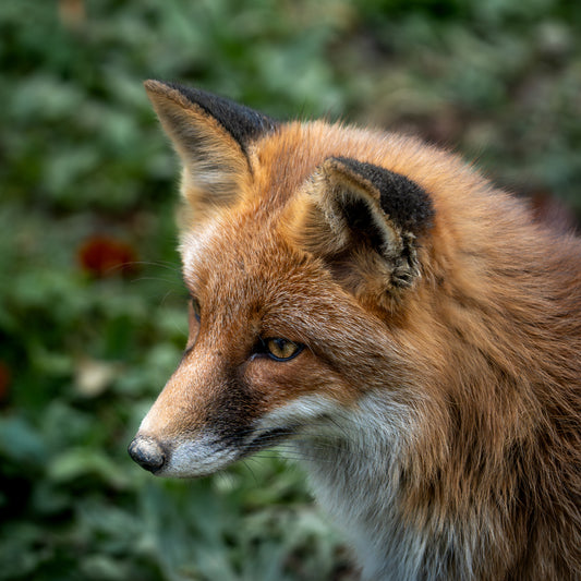 Red fox (Vulpes vulpes)